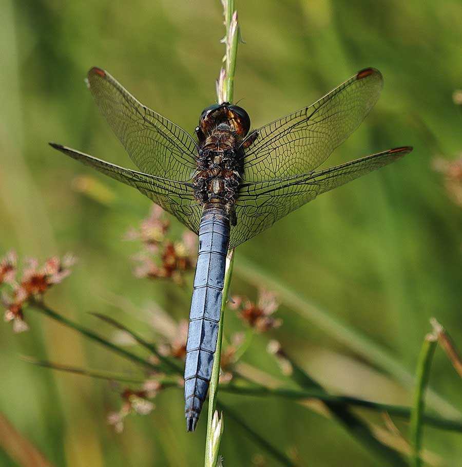 Orthetrum_coerulescens